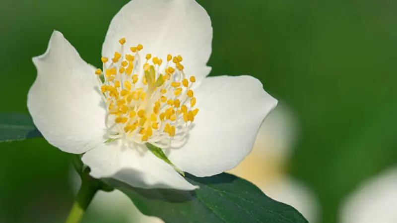 Close-up of a white mock orange flower showing detailed yellow stamens