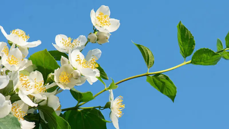 White mock orange flowers and green leaves reaching out against a clear blue sky