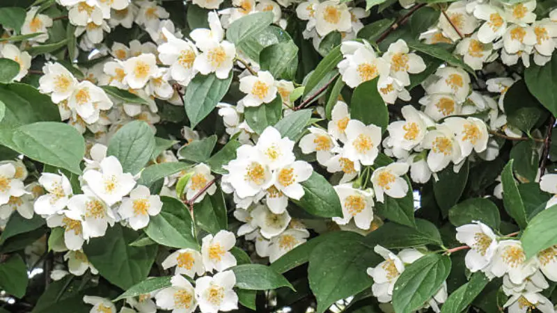 Dense cluster of white mock orange flowers covering a green leafy shrub