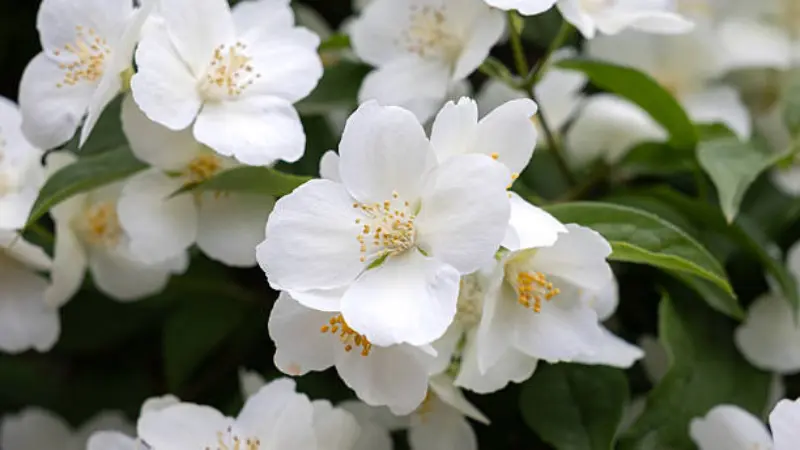 Close-up of white mock orange flowers with yellow centers among green leaves