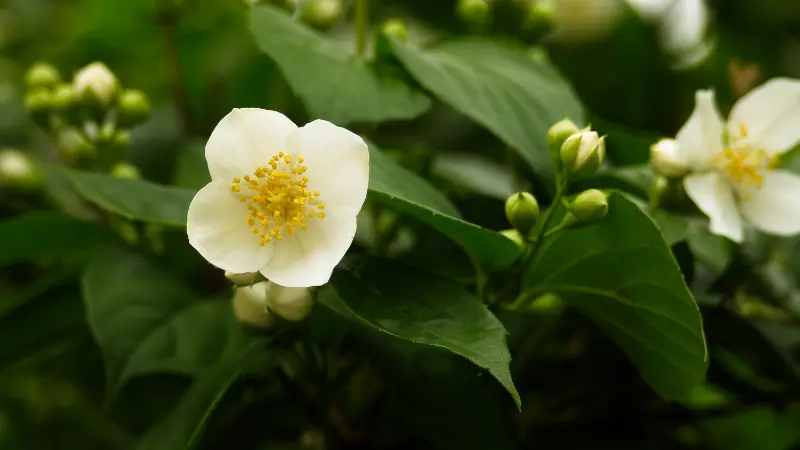 White mock orange flower with yellow center beside unopened buds and green leaves
