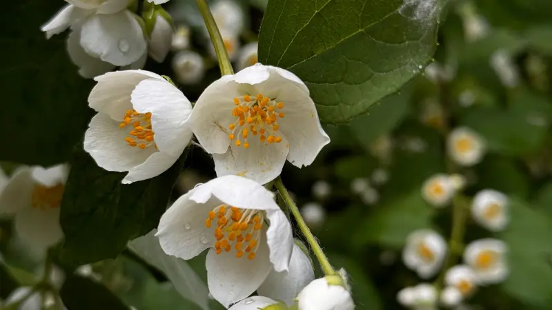 White mock orange flowers with yellow stamens and dewdrops on a green stem