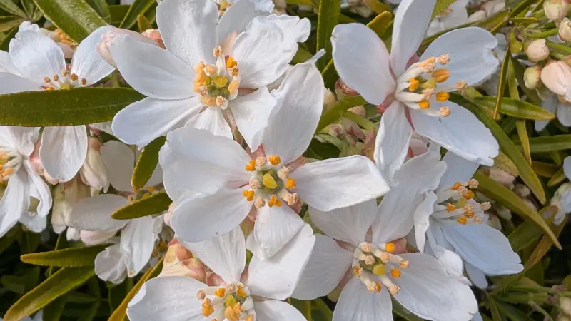 Cluster of white star-shaped mock orange flowers with yellow-green centers and narrow leaves