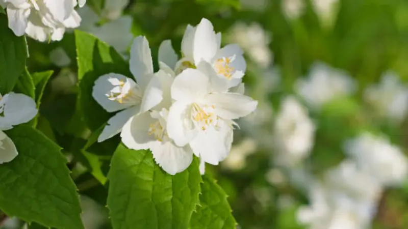 White mock orange flower illuminated by sunlight among green leaves