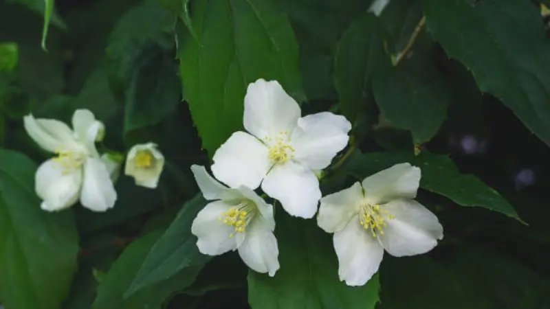 Three white mock orange flowers with yellow centers against dark green leaves