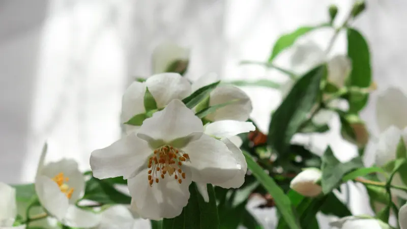 White mock orange flowers and buds backlit by soft window light