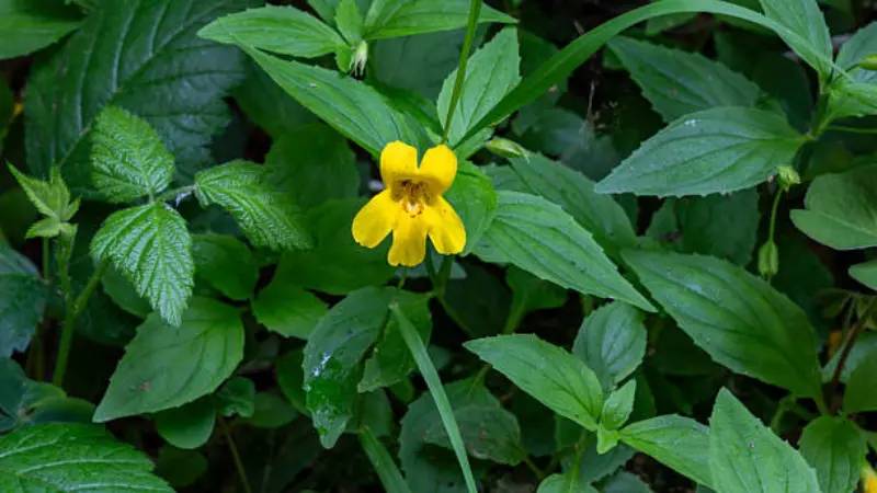 Single yellow monkey flower with reddish throat markings surrounded by green leaves