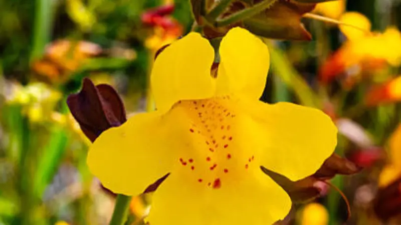 Yellow monkey flower with red spots surrounded by reddish-brown foliage