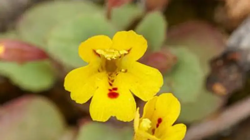 Yellow monkey flowers with red markings growing among succulent leaves and rocks