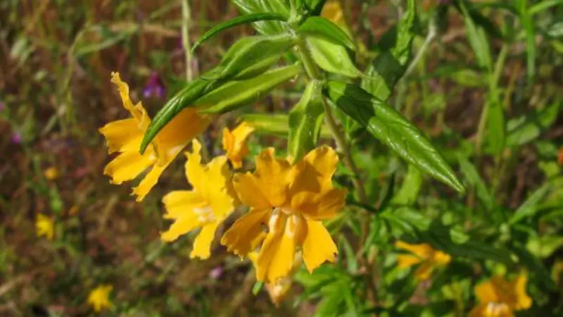Cluster of orange-yellow monkey flowers blooming on a leafy stem in sunlight