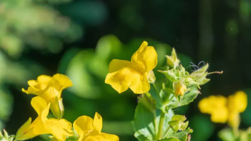 Cluster of yellow monkey flowers blooming with green foliage in soft sunlight