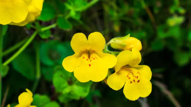 Two yellow monkey flowers with red-spotted throats among green leaves