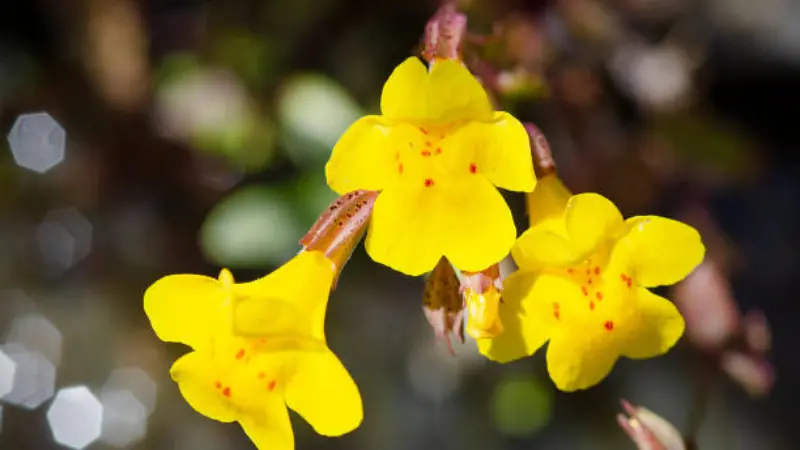 Yellow monkey flowers with red spots backlit against a dark, sparkling background