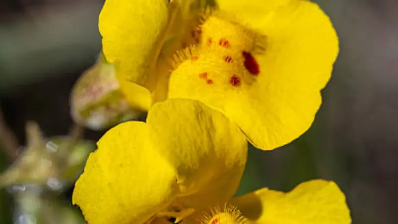 Extreme close-up of a yellow monkey flower showing red spots and fuzzy texture inside the throat