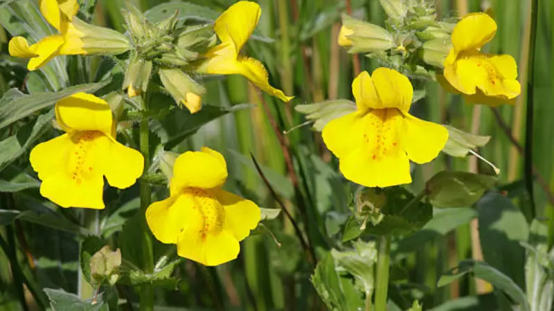 Cluster of yellow monkey flowers blooming among tall green grasses