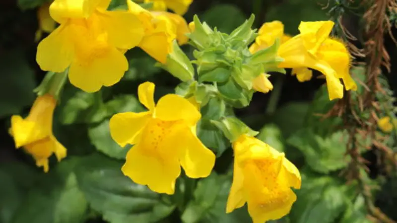 Yellow monkey flowers in bloom alongside unopened green buds on a leafy stem