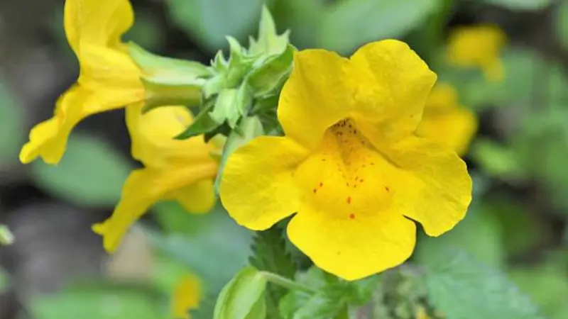 Close-up of a yellow monkey flower with red speckles and soft ruffled petals