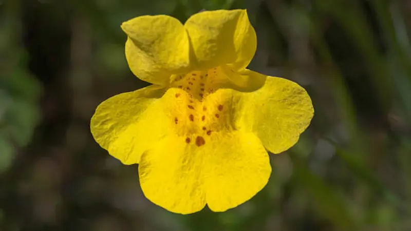 Close-up of a perfectly open yellow monkey flower with red-spotted center