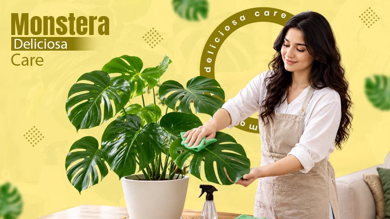 monstera deliciosa care