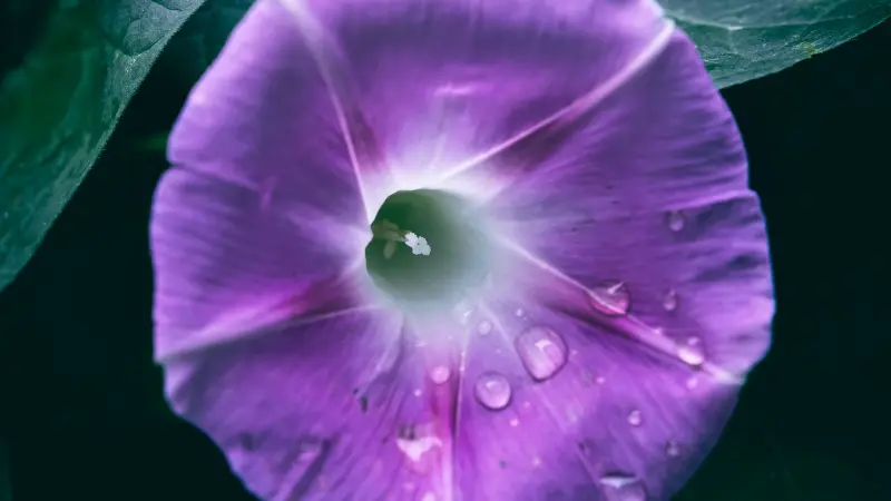 Close-up of a purple morning glory flower with dew drops on dark green leaves