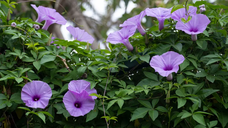 Cluster of light purple morning glory flowers growing on a green hedge