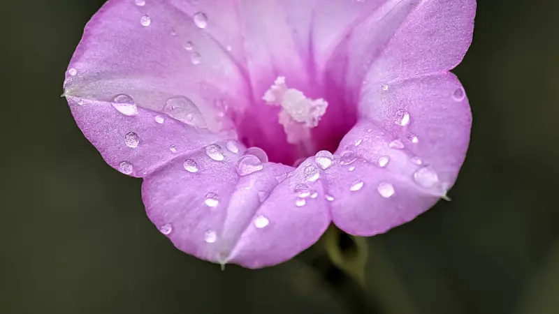 Pink morning glory flower covered in water droplets with white center