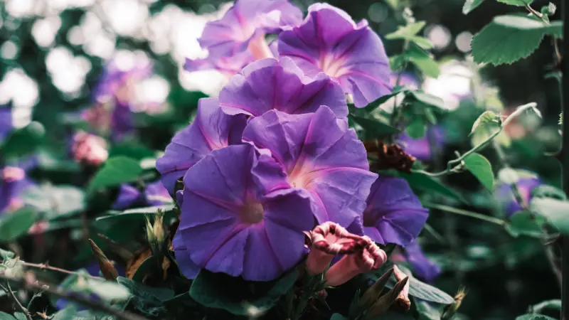 Multiple purple morning glory flowers clustered together with green leaves