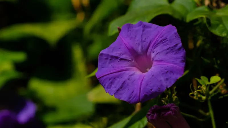Violet morning glory flower with dark center in dappled sunlight