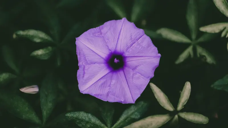 Top-down view of a light violet morning glory flower with dark purple center