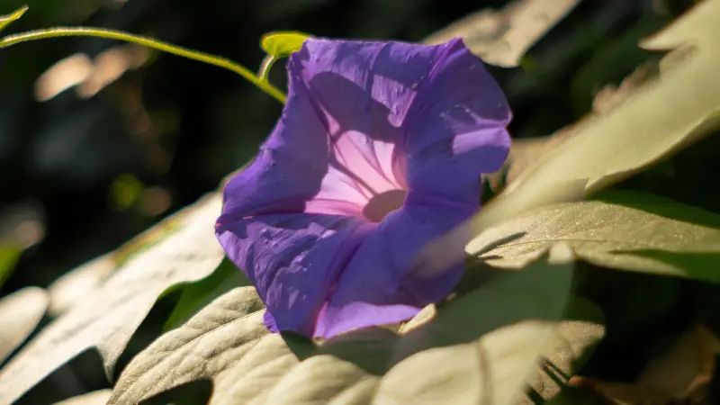 Purple morning glory flower backlit by sunlight resting on pale leaves