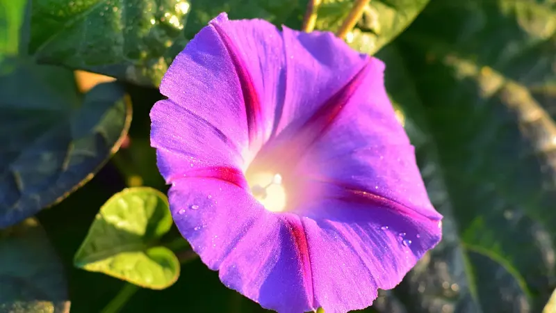 Magenta morning glory flower with white center and dark green leaves