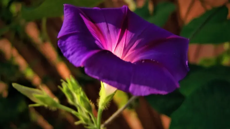 Purple morning glory flower just beginning to unfurl beside closed buds