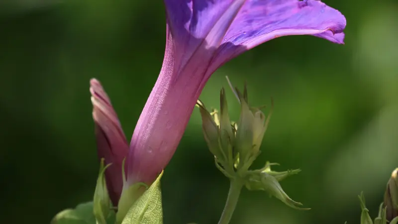 Deep purple morning glory flower with pink throat in warm evening light