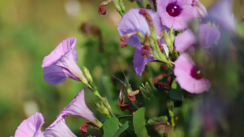 Several pale lavender morning glory flowers blooming on a vine