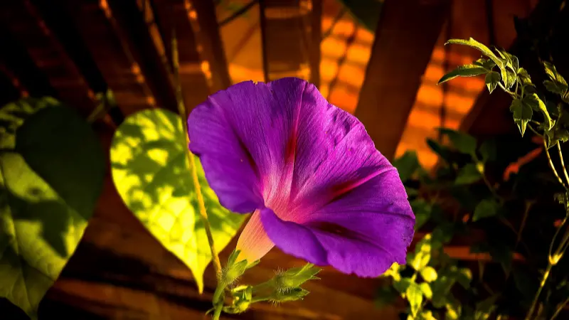 Purple morning glory flower glowing in warm sunset light against a fence