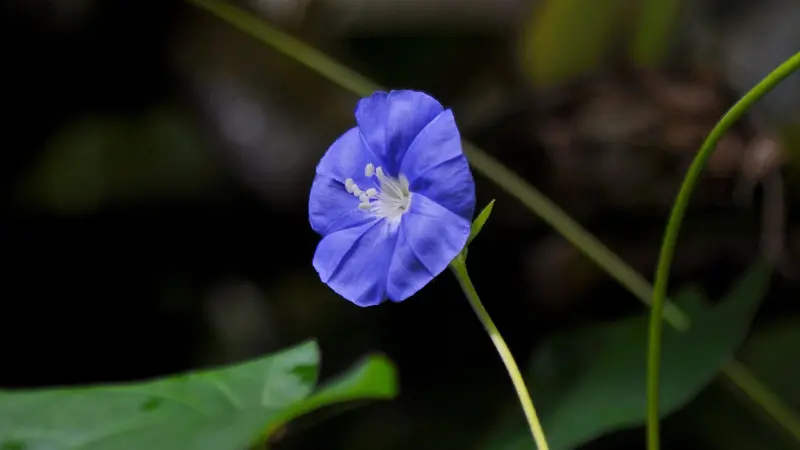 Single blue morning glory flower with white center on a green stem
