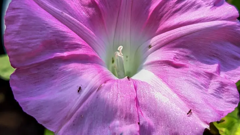 Pink morning glory flower with visible stamen and small insects on petals