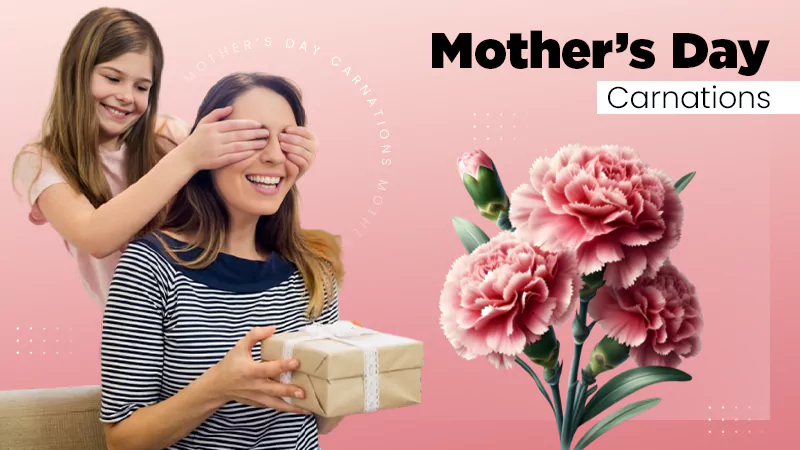mother’s Day Carnations