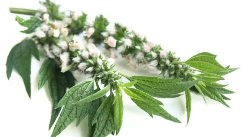 Cut motherwort flower sprig with pink flowers and jagged leaves on a white background