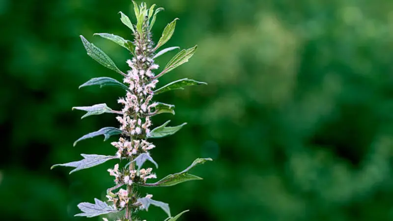 Tall motherwort flower plant with white-pink flowers and green leaves