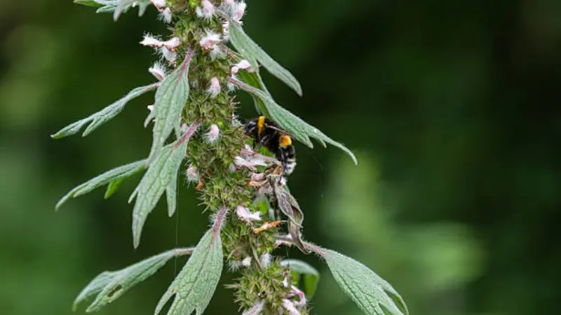 Bumblebee climbing a motherwort flower spike covered in pink blooms