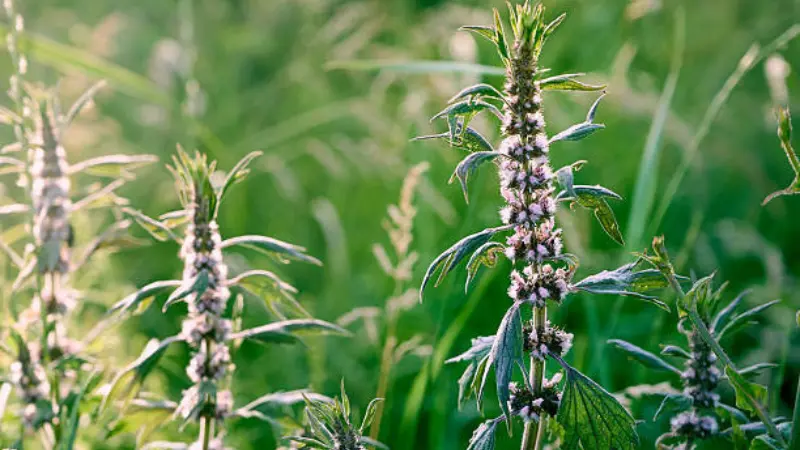 Multiple motherwort flower plants with flower spikes growing in a grassy meadow