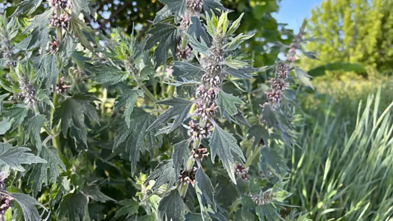 Motherwort flower plant with dense purple-green flower buds and serrated leaves