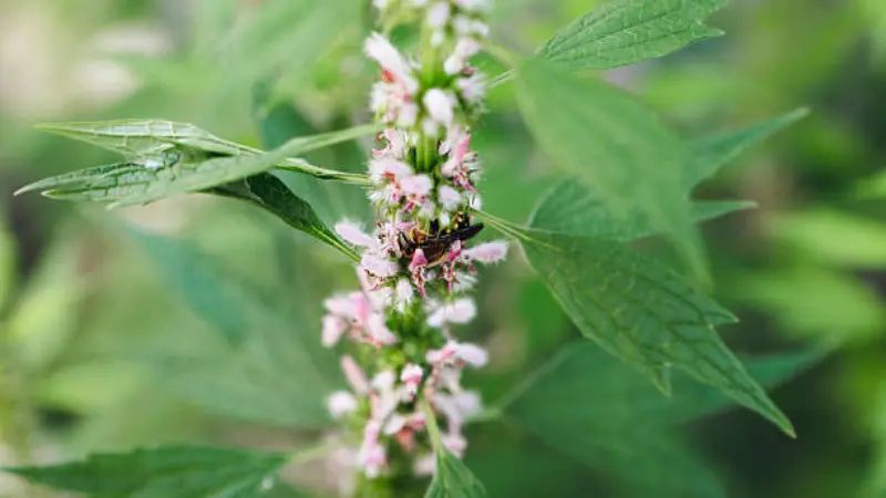 Bee pollinating pink motherwort flowers along a green stem