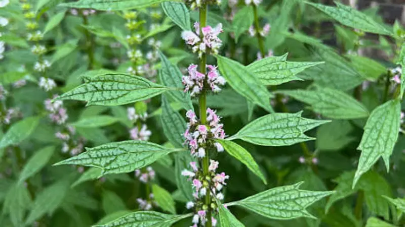 Motherwort flower plant with pink flower whorls growing among green leaves