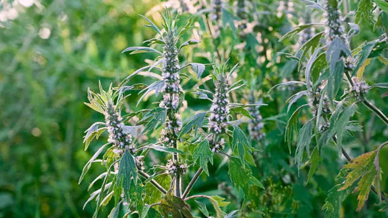 Motherwort flower plants with budding flower spikes backlit by evening sun