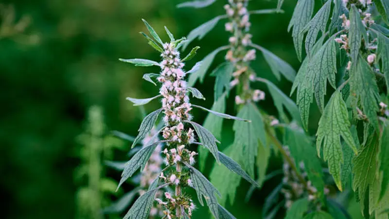 Single motherwort flower stalk with pink flower clusters and lobed leaves
