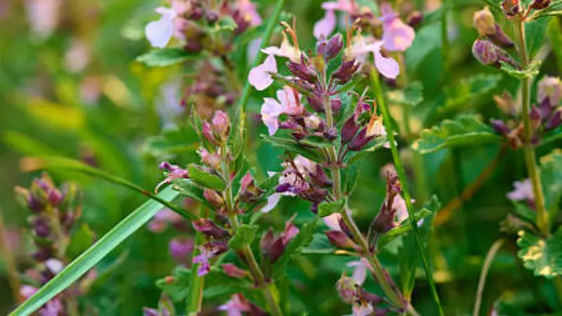 Close-up of pink and purple motherwort flowers in bloom