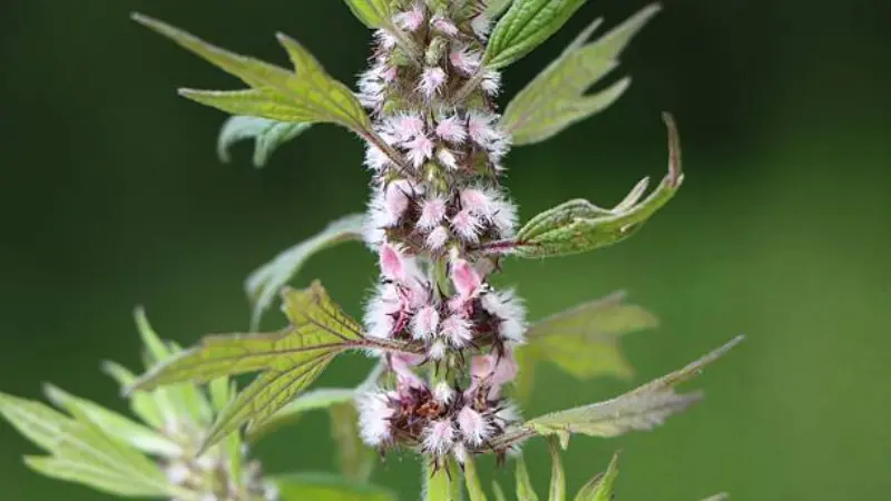 Motherwort flower spike covered in fine white fuzz and pink blooms