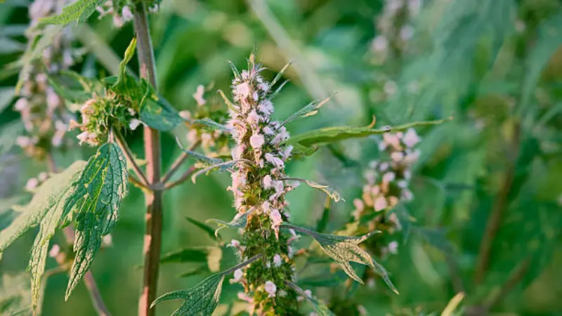 Motherwort flower plant with pink flowers in warm sunlight against a green backdrop
